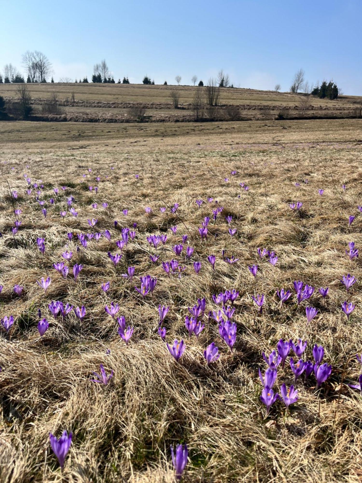 U Kapiarza Klikuszowa